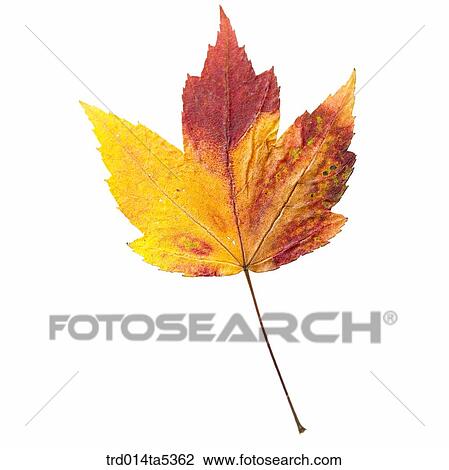 Stock Image - a maple leaf. Fotosearch