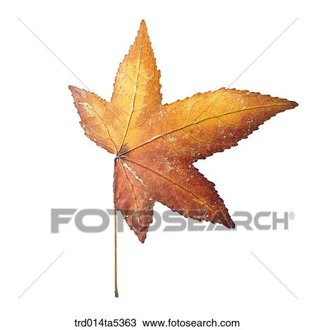 a maple leaf View Large Photo Image Stock Image - a maple leaf. Fotosearch