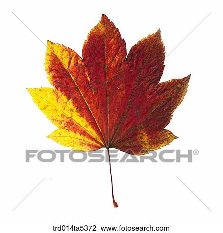 a maple leaf View Large Photo Image Stock Image - a maple leaf. Fotosearch