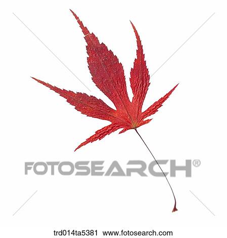 a maple leaf View Large Photo Image Stock Image - a maple leaf. Fotosearch