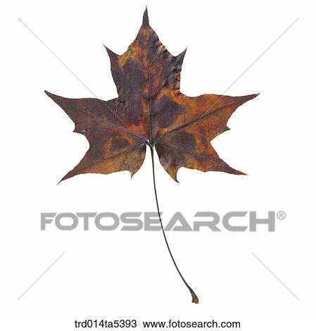 a maple leaf View Large Photo Image Stock Image - a maple leaf. Fotosearch