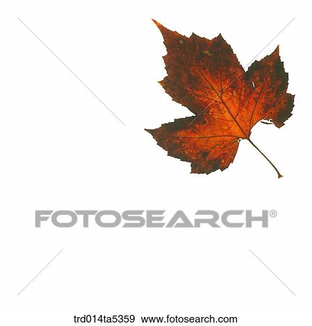 Stock Photo - a maple leaf. Fotosearch