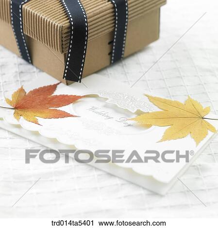 a present box, a card and maple leaves View Large Photo Image Stock Image - a present box, a card and maple leaves. Fotosearch