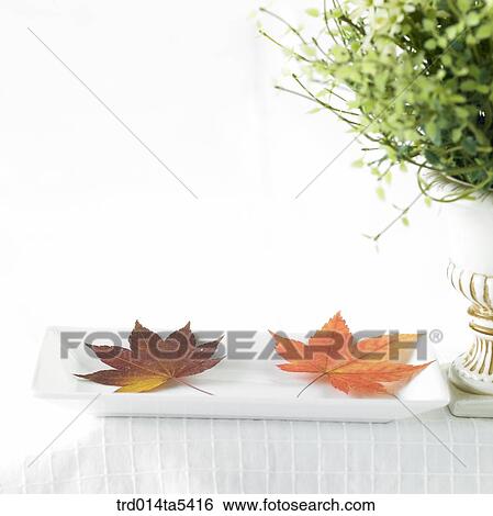 a vase and maple leaves on a table View Large Photo Image Stock Photograph - a vase and maple leaves on a table. Fotosearch