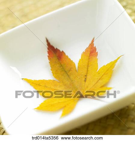 a yellow leaf on a dish View Large Photo Image Stock Photograph - a yellow leaf on a dish. Fotosearch