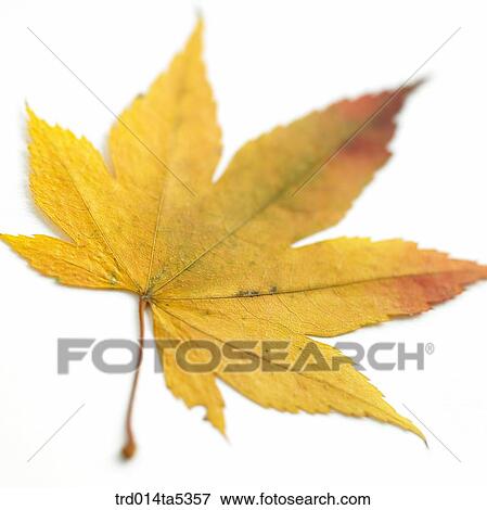 Stock Photo - a yellow leaf. Fotosearch