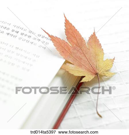 Stock Photo - an opened book, a maple leaf. Fotosearch