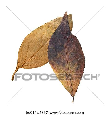 fallen leaves View Large Photo Image Stock Photo - fallen leaves. Fotosearch