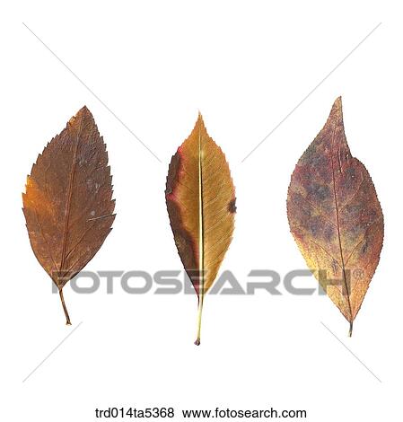 fallen leaves View Large Photo Image Stock Photo - fallen leaves. Fotosearch