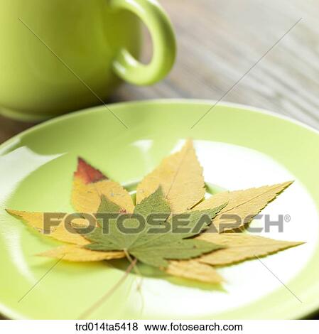 leaves and a cup on a dish View Large Photo Image Stock Photo - leaves and a cup on a dish. Fotosearch