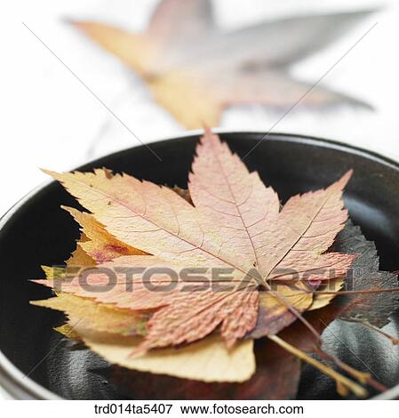 leaves in a vessel View Large Photo Image Stock Photo - leaves in a vessel. Fotosearch