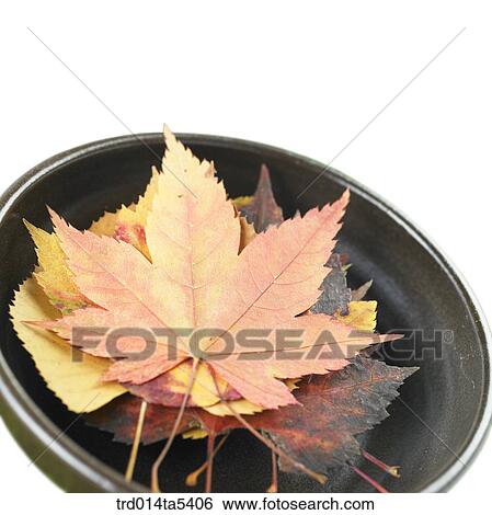 Stock Photograph - leaves in a vessel. Fotosearch