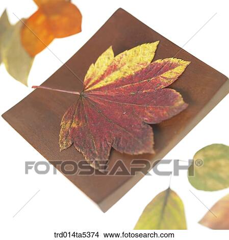 Picture - leaves on a dish. Fotosearch