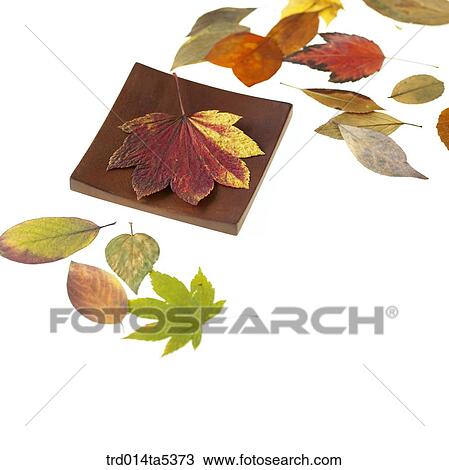 Stock Image - leaves on a dish. Fotosearch