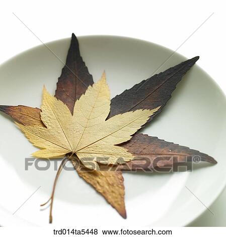 leaves on a dish View Large Photo Image Stock Photo - leaves on a dish. Fotosearch