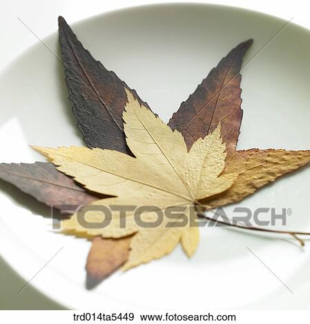 Stock Photo - leaves on a dish. Fotosearch