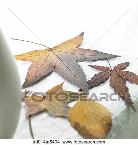 leaves on a table View Large Photo Image Picture - leaves on a table. Fotosearch