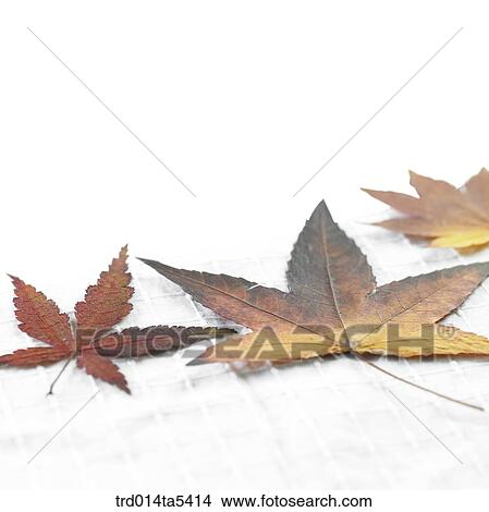 Picture - leaves on a table. Fotosearch