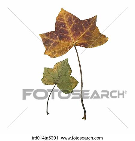 leaves View Large Photo Image Stock Image - leaves. Fotosearch