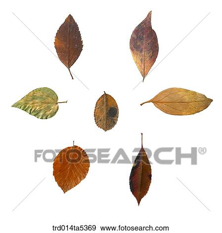 Stock Photo - leaves. Fotosearch