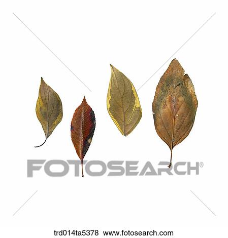 Stock Photo - leaves. Fotosearch