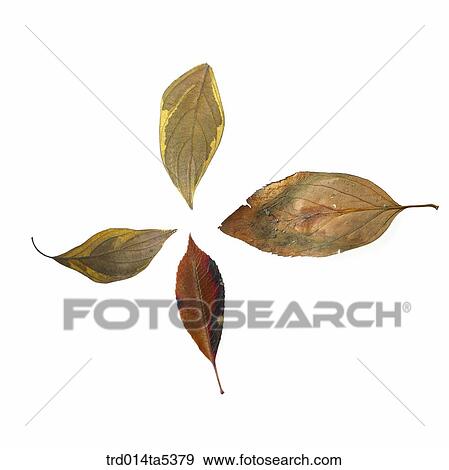 leaves View Large Photo Image Stock Photo - leaves. Fotosearch