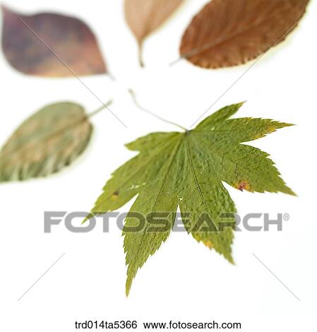 Stock Photograph - leaves. Fotosearch
