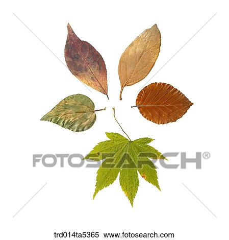 leaves View Large Photo Image Stock Photography - leaves. Fotosearch