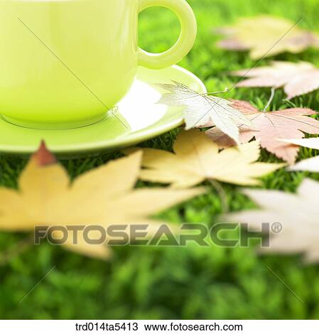 maple leaves and a cup on a grass field View Large Photo Image Stock Image - maple leaves and a cup on a grass field. Fotosearch