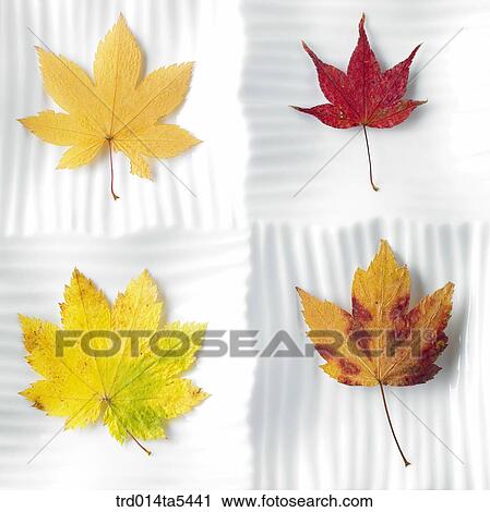 maple leaves on a dish View Large Photo Image Stock Image - maple leaves on a dish. Fotosearch
