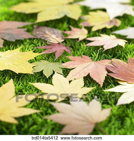 maple leaves on a grass field View Large Photo Image Stock Image - maple leaves on a grass field. Fotosearch