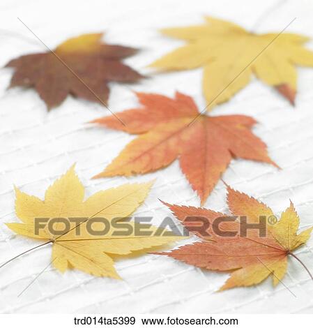 maple leaves on a table View Large Photo Image Stock Photo - maple leaves on a table. Fotosearch