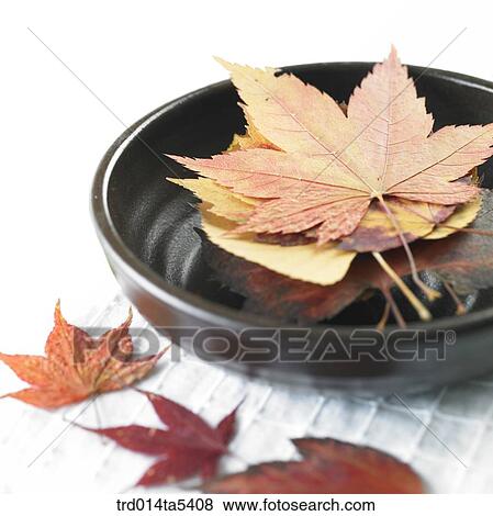 Stock Photo - maple leaves on a table. Fotosearch