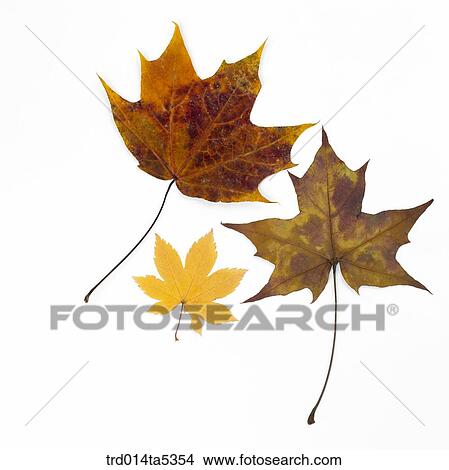 Picture - maple leaves. Fotosearch