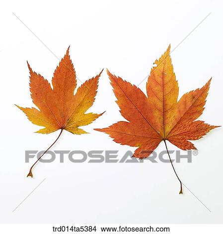maple leaves View Large Photo Image Picture - maple leaves. Fotosearch