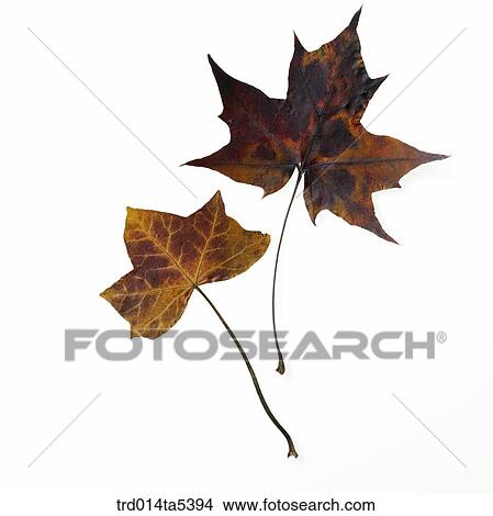 maple leaves View Large Photo Image Picture - maple leaves. Fotosearch