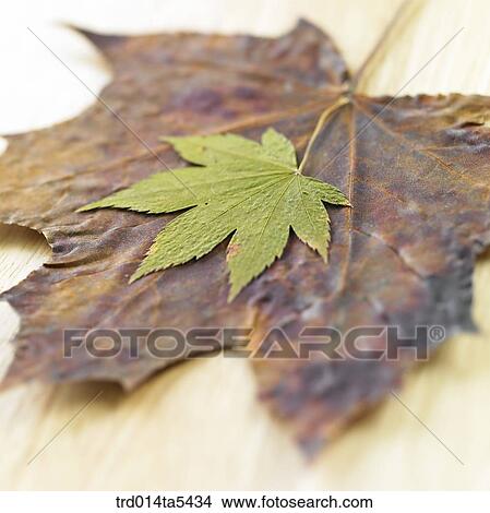 maple leaves View Large Photo Image Picture - maple leaves. Fotosearch