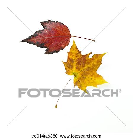 Stock Image - maple leaves. Fotosearch