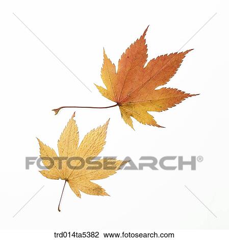 Stock Image - maple leaves. Fotosearch
