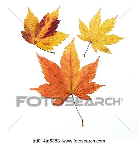 maple leaves View Large Photo Image Stock Image - maple leaves. Fotosearch