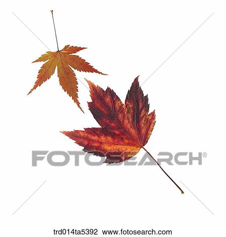 maple leaves View Large Photo Image Stock Image - maple leaves. Fotosearch