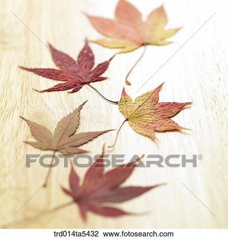 maple leaves View Large Photo Image Stock Image - maple leaves. Fotosearch