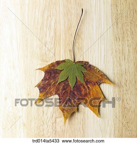 maple leaves View Large Photo Image Stock Image - maple leaves. Fotosearch