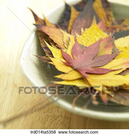 Stock Photo - maple leaves. Fotosearch