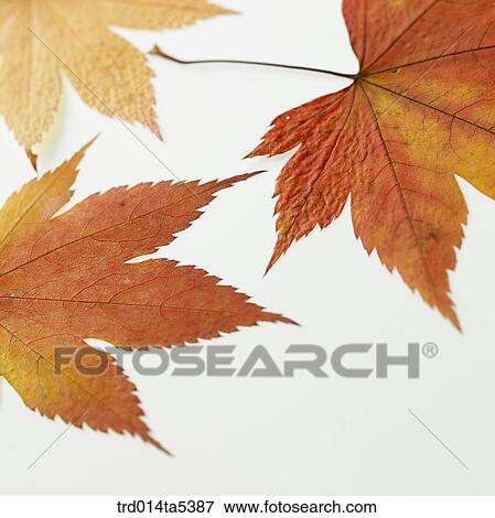 maple leaves View Large Photo Image Stock Photo - maple leaves. Fotosearch