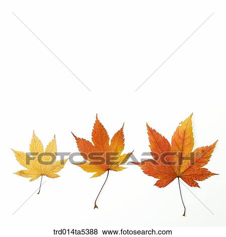 Stock Photo - maple leaves. Fotosearch