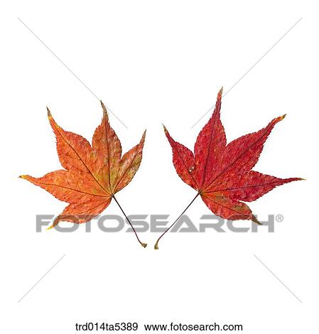 Stock Photo - maple leaves. Fotosearch