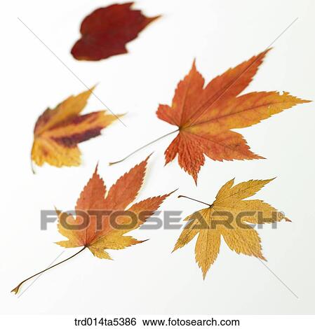 maple leaves View Large Photo Image Stock Photograph - maple leaves. Fotosearch