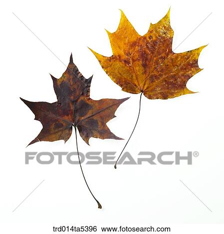 maple leaves View Large Photo Image Stock Photograph - maple leaves. Fotosearch