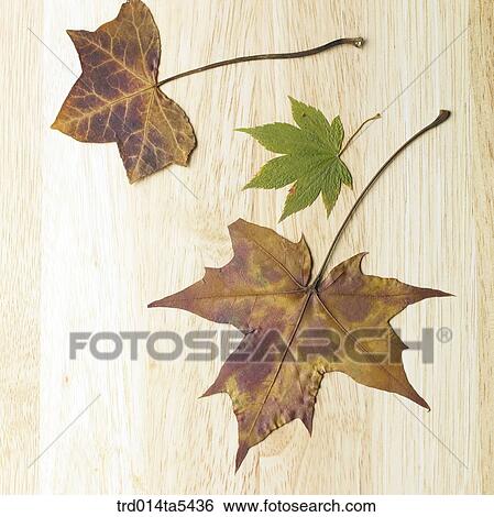 maple leaves View Large Photo Image Stock Photograph - maple leaves. Fotosearch